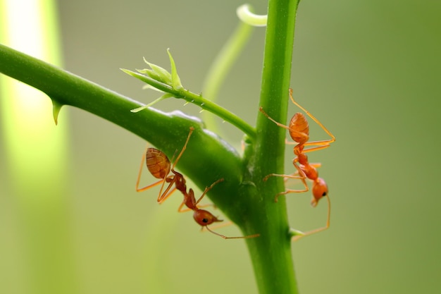 Formigas pequenas (Oecophylla smaragdina) subindo em galhos.