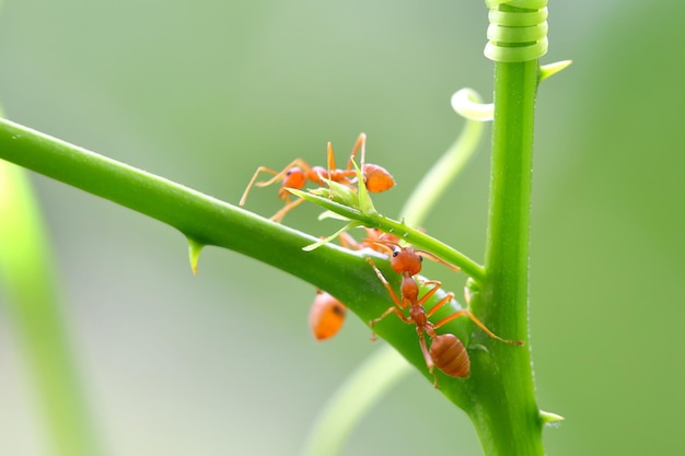 Formigas pequenas (Oecophylla smaragdina) subindo em galhos.