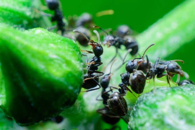 Formigas pretas na árvore verde