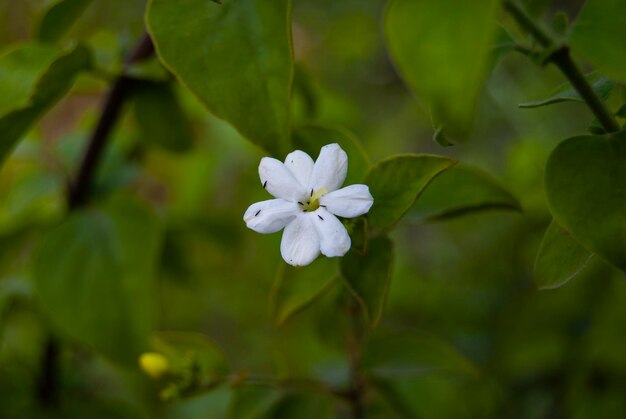 Formigas pretas na flor branca