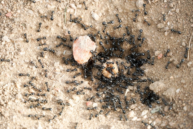 Formigas pretas no deserto perto de um formigueiro. entrada do terreno das formigas