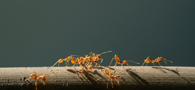 Foto formigas sobem nos galhos