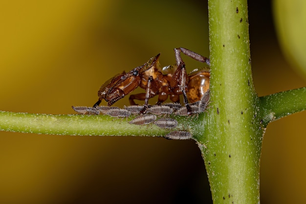 Formigas tartarugas amarelas adultas do gênero Cefalotes e ninfas típicas de lagartixas da família Membracidae