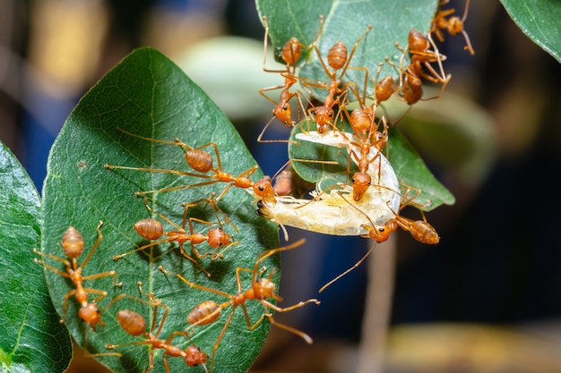 Formigas vermelhas estão enviando comida para o outro