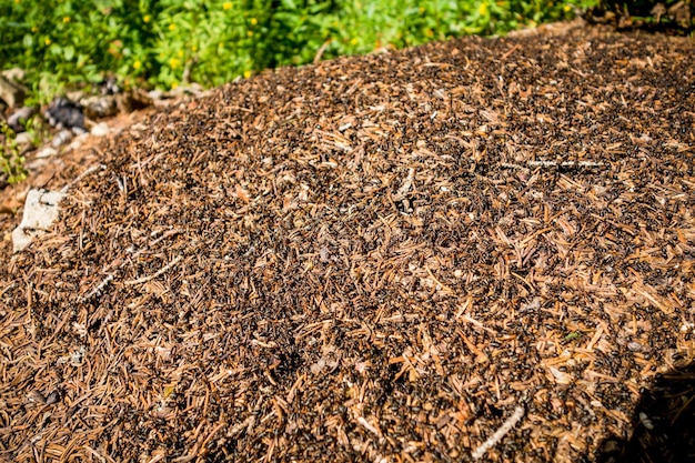 Formigueiro grande em uma floresta. Detalhe aproximado