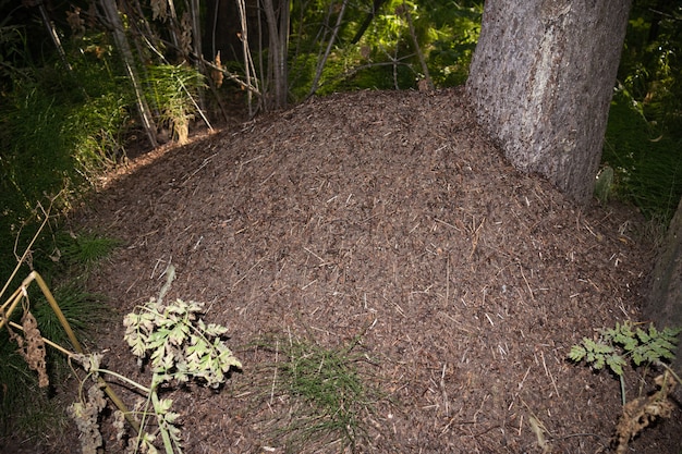 Formigueiro na floresta perto da árvore