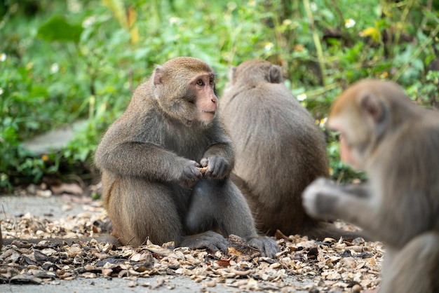 Formosa-Makaken Formosa-Klippenaffe wird in freier Wildbahn auch Taiwanesischer Makak genannt