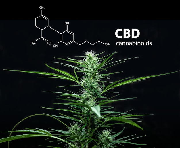 Fórmula de molécula de cannabidiol (CBD) con marihuana, hojas de cannabis sativa.