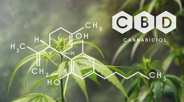 Fórmula química CBD, belo fundo de flores verdes de cannabis Um lugar para espaço de cópia