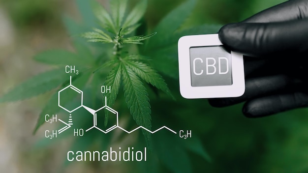 Fórmula química de CBD Cannabidiol o fórmula química estructural molecular de CBD Hermoso fondo de cannabis el lugar para el espacio de copia Concepto Aceite de cáñamo Aceite de cannabis Concepto de hierba médica