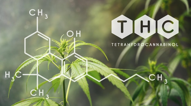 Fórmula química THC, Hermoso fondo de flores de cannabis verde Un lugar para el espacio de copia