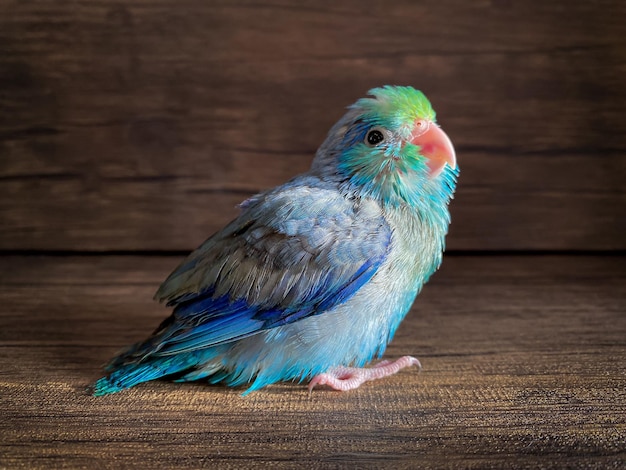 Forpus blauer Papageienvogel auf dem Tisch