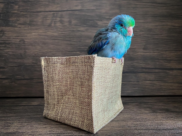 Forpus blauer Papageienvogel auf dem Tisch