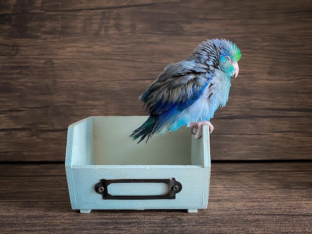 Forpus blauer Papageienvogel auf dem Tisch