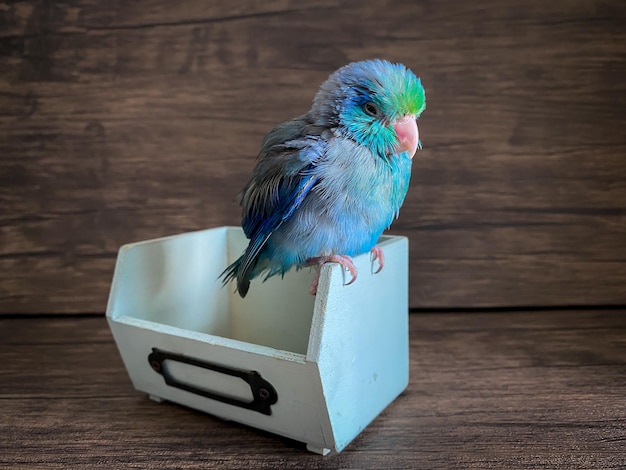 Forpus blauer Papageienvogel auf dem Tisch