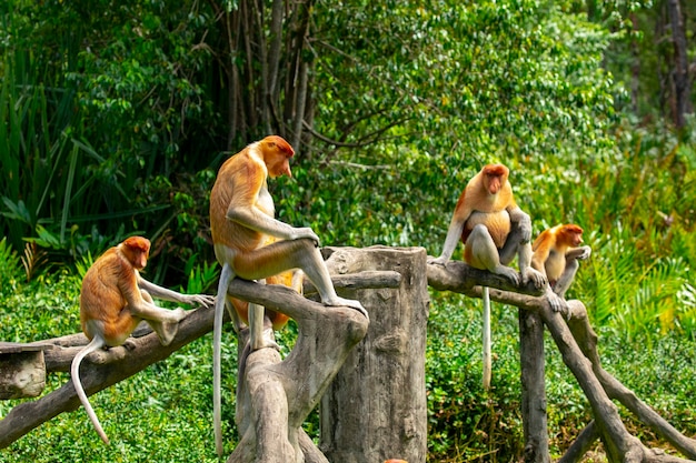 Forragem, animais de conservação, animais, macaco probóscide