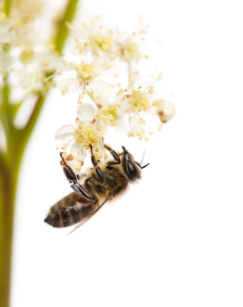 El forrajeo de abejas de miel delante de un fondo blanco.