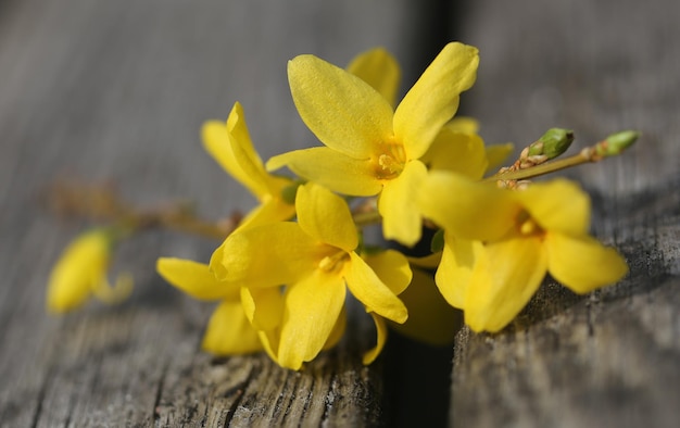 Forsítia conhecida como flor da primavera na natureza