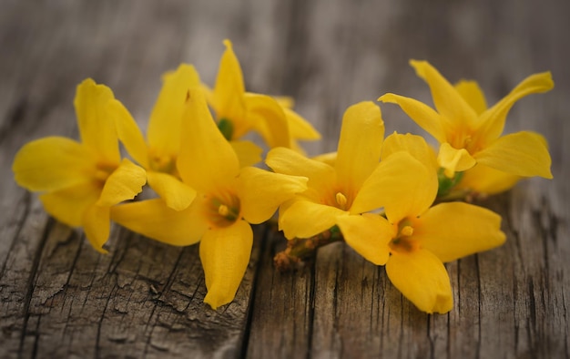 Forsítia conhecida como flor da primavera na superfície de madeira