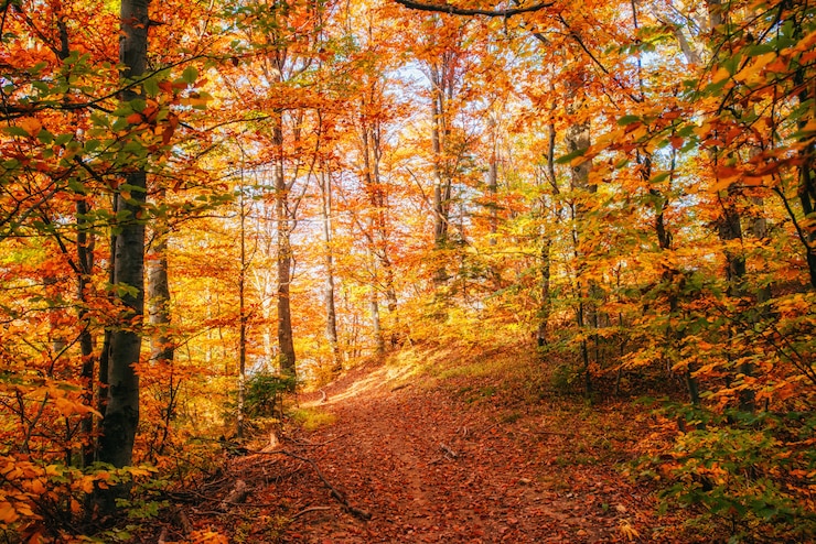 Foto forststraße im herbst. landschaft. ukraine. europa