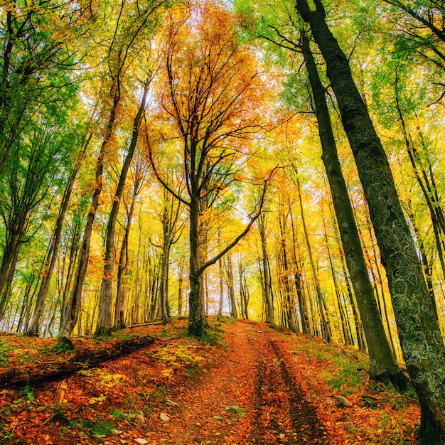 Forststraße im Herbst. Landschaft.