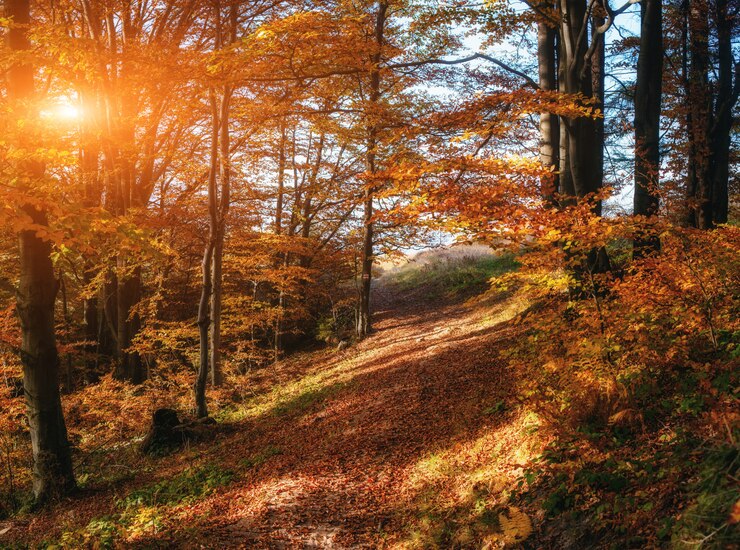 Foto forststraße im herbst
