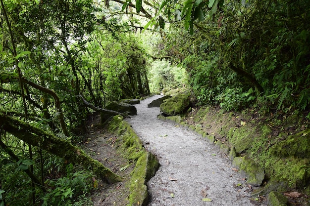 Forststraße zum Eingang zum wunderbaren Wasserfall Pailon del Diablo in Amerika Latina Banos