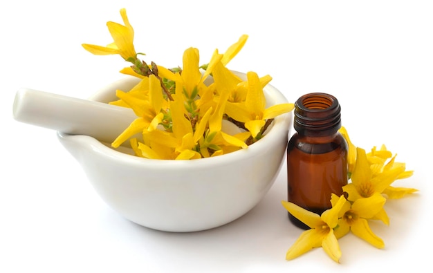 Forsythia con aceite esencial en una botella como medicina herbal