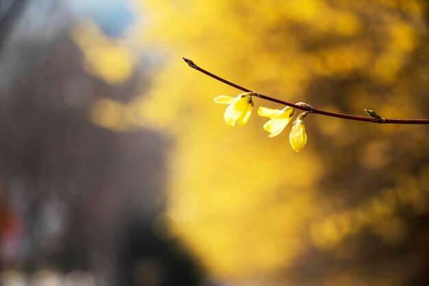 Forsythia Blume winzige goldene Blüten im Frühling