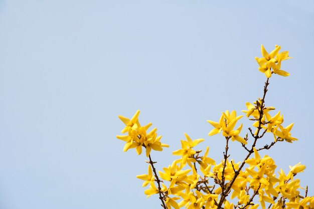 Forsythia Blume winzige goldene Blüten im Frühling