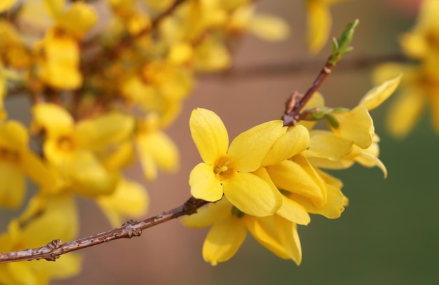 Forsythia conocida como flor de primavera en la naturaleza