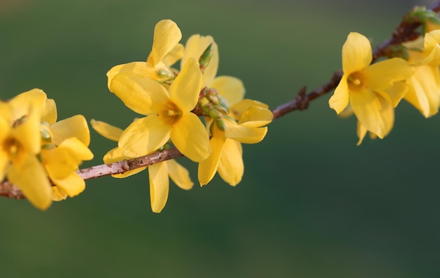 Forsythia conocida como flor de primavera en la naturaleza