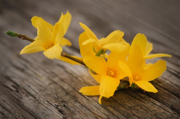 Forsythia conocida como flor de primavera sobre superficie de madera