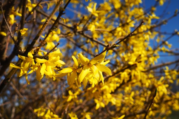 Foto forsythia é um gênero de arbustos e pequenas árvores da família olive numerosas flores amarelas em galhos e brotos classe dicotiledônea ordem lamiaceae família olive gênero forsythia