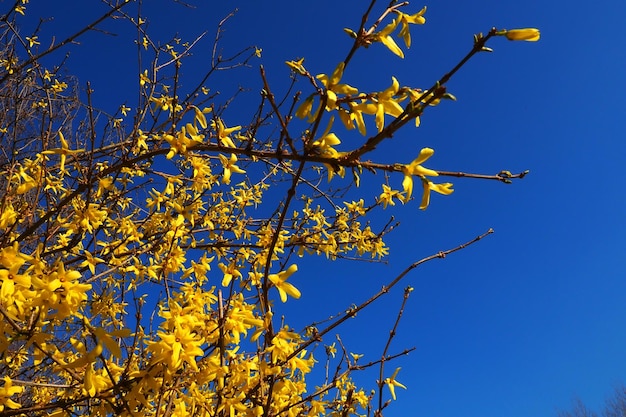 Forsythia é um gênero de arbustos e pequenas árvores da família Olive Numerosas flores amarelas em galhos e brotos contra um céu azul Lamiaceae Família Olive Gênero Forsythia