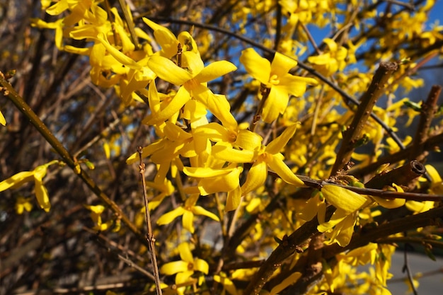 Foto forsythia es un género de arbustos y pequeños árboles de la familia de las aceitunas numerosas flores amarillas en rama