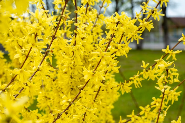 Forsythia flores amarillas que florecen en primavera flor de forsythia arbusto primer plano arbusto amarillo florece en primavera flores de forsitia fondo amarillo natural para el diseño