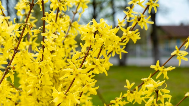 Forsythia flores amarillas que florecen en primavera flor de forsythia arbusto primer plano arbusto amarillo florece en primavera flores de forsitia fondo amarillo natural para el diseño