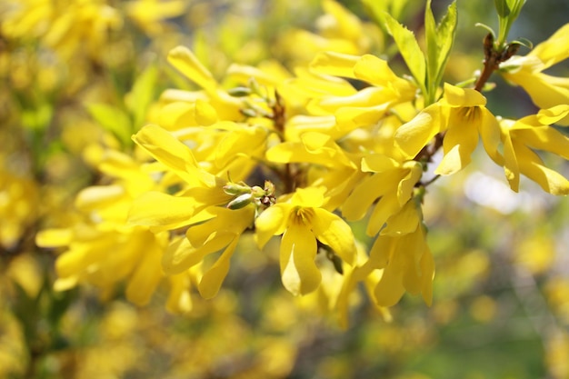 Forsythia flores delante de hierba verde