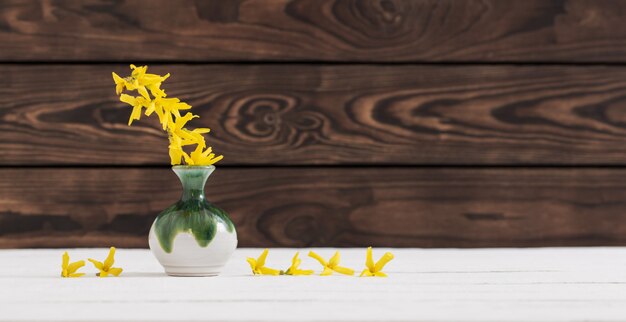 Forsythia flores en florero sobre fondo de madera oscura