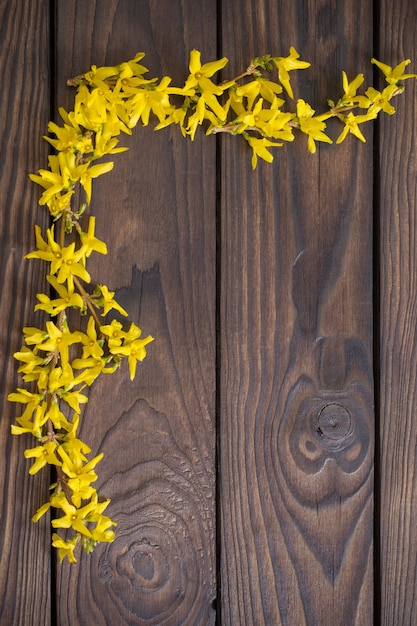 Forsythia flores sobre superficie de madera oscura.