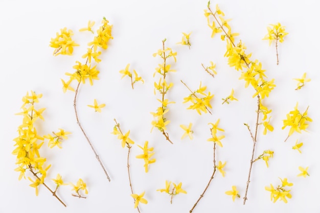 Forsythia-Zweige bedeckt mit gelben Blumen auf weißem Hintergrund