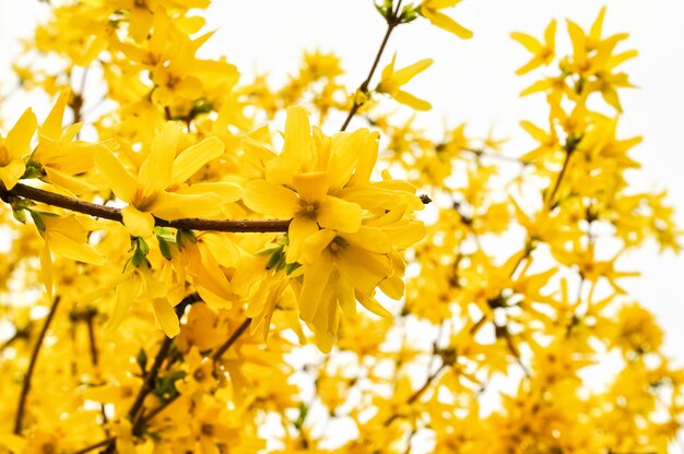 Forsythienbusch blüht