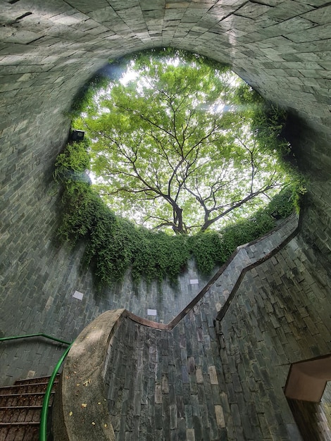 Fort Canning Park túnel de árvores Jardins Parques Natureza em singapura