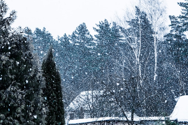 Fortes nevascas na aldeia, tendo como pano de fundo a floresta de inverno