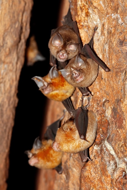 Foto fortgeschrittene hufeisennase rhinolophus affinis, die im verdacht steht, die quelle von corona 2019 zu sein.