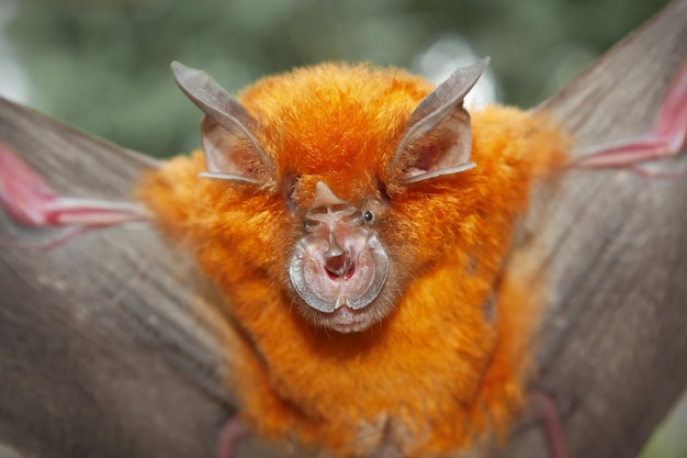 Foto fortgeschrittene hufeisennase rhinolophus affinis, die im verdacht steht, die quelle von corona 2019 zu sein.