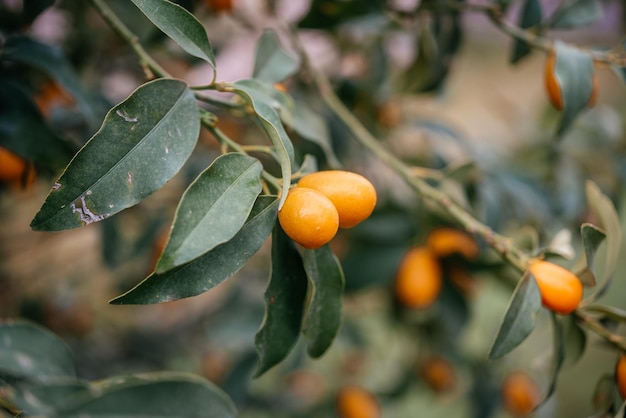 Fortunella margarita Kumquats oder Kumquats verzweigen sich mit orangefarbenen Zitrusfrüchten aus nächster Nähe
