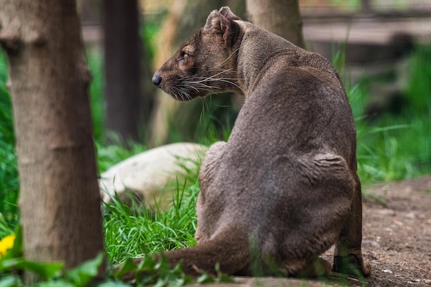 Fosa endémica de Madagascar Cryptoprocta ferox