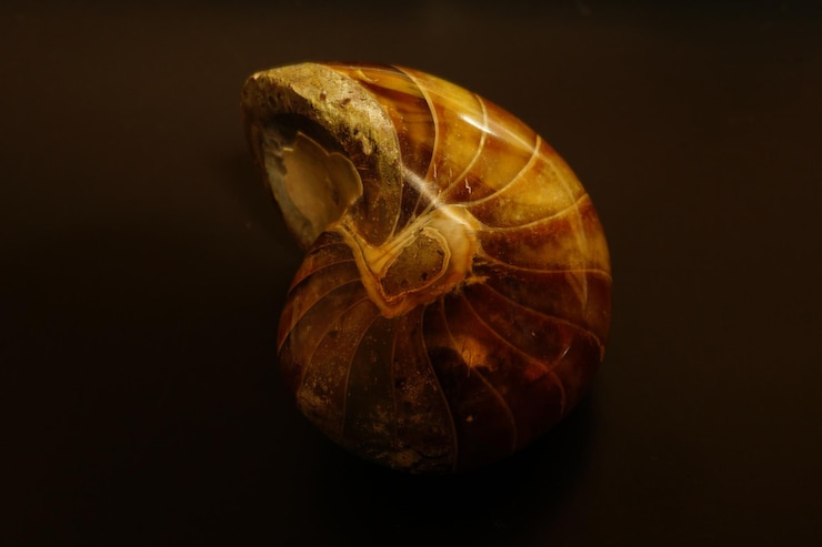 Foto el fósil del nautilus